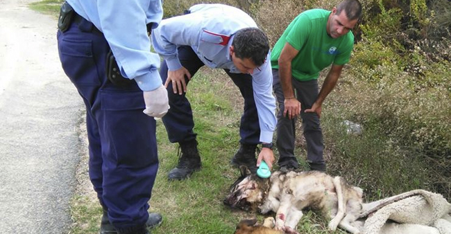 Qui són els animals?
