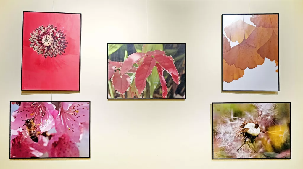 Exposició fotogràfica a la Fecoll