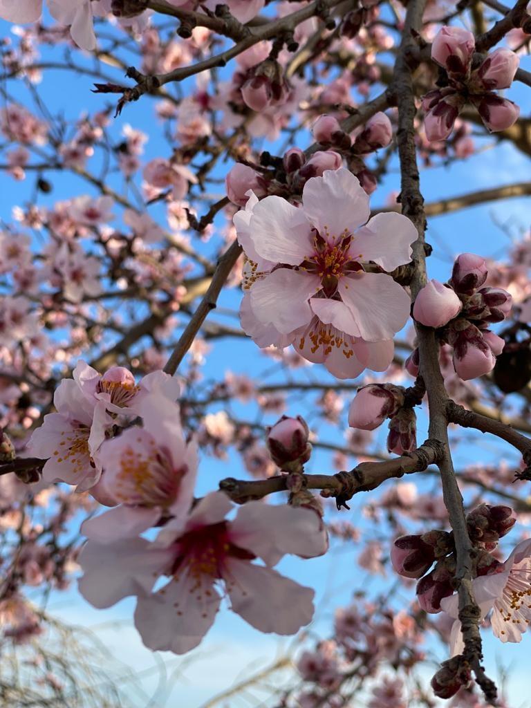 Soses en flor