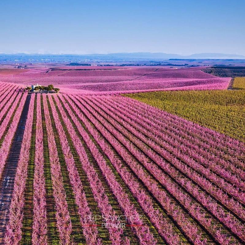 Alcarràs Florit