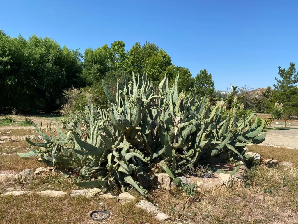 Plantes exòtiques i invasores