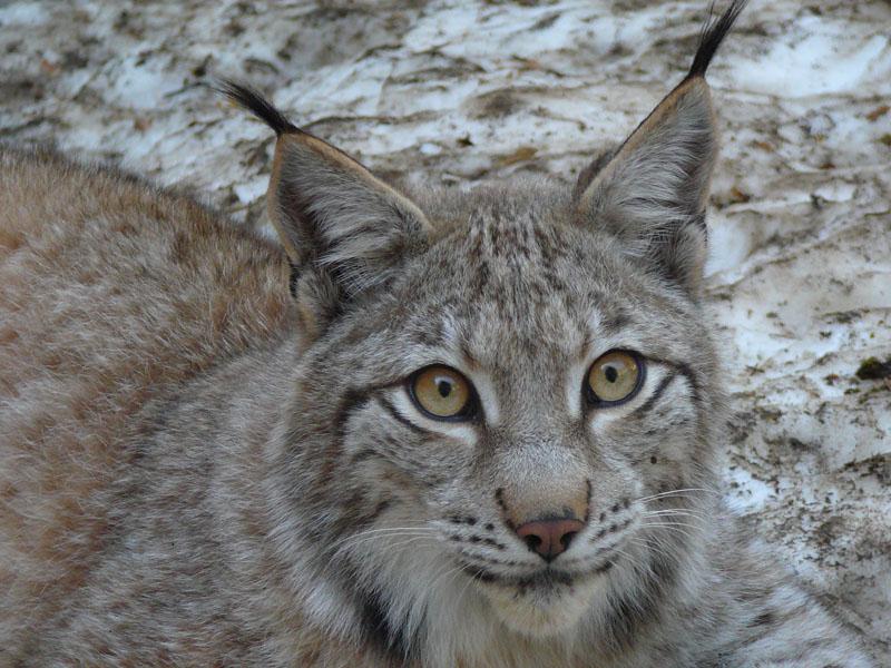Fauna dels Pirineus