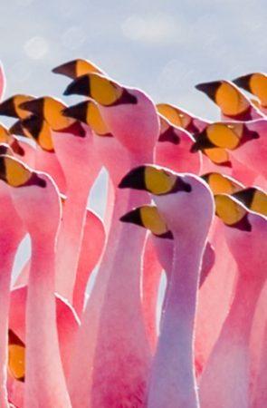 Flamingos