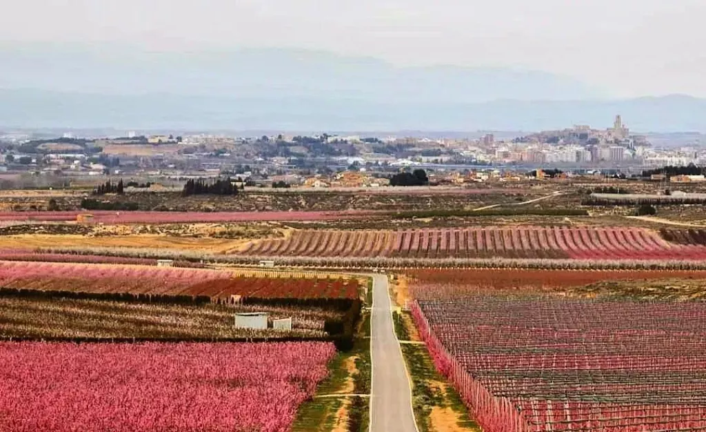 Floració a l'Horta de Lleida