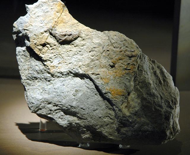 'Paleontologia de les terres de Lleida'