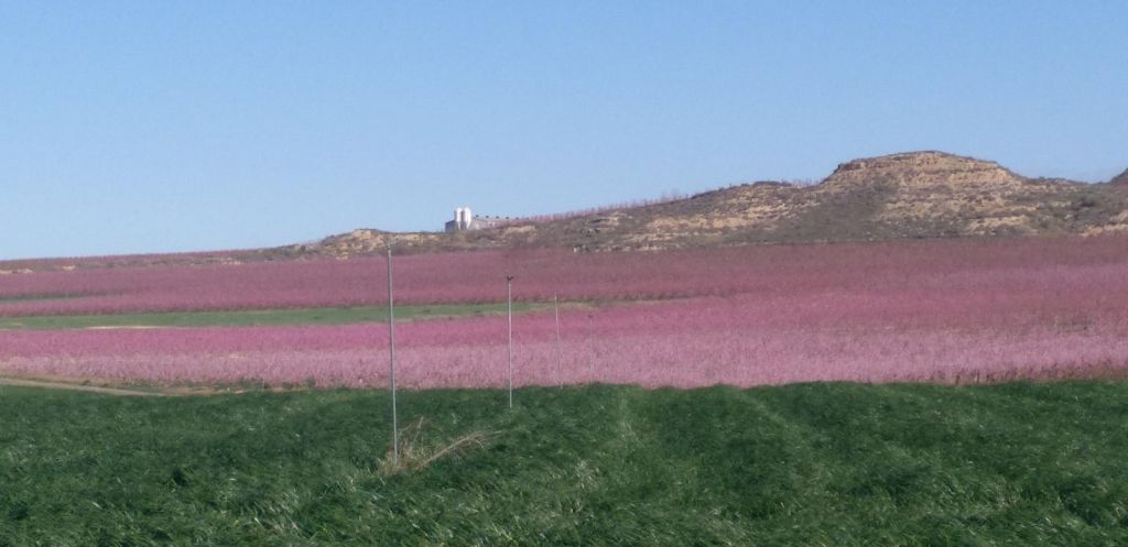 Alcarràs Florit