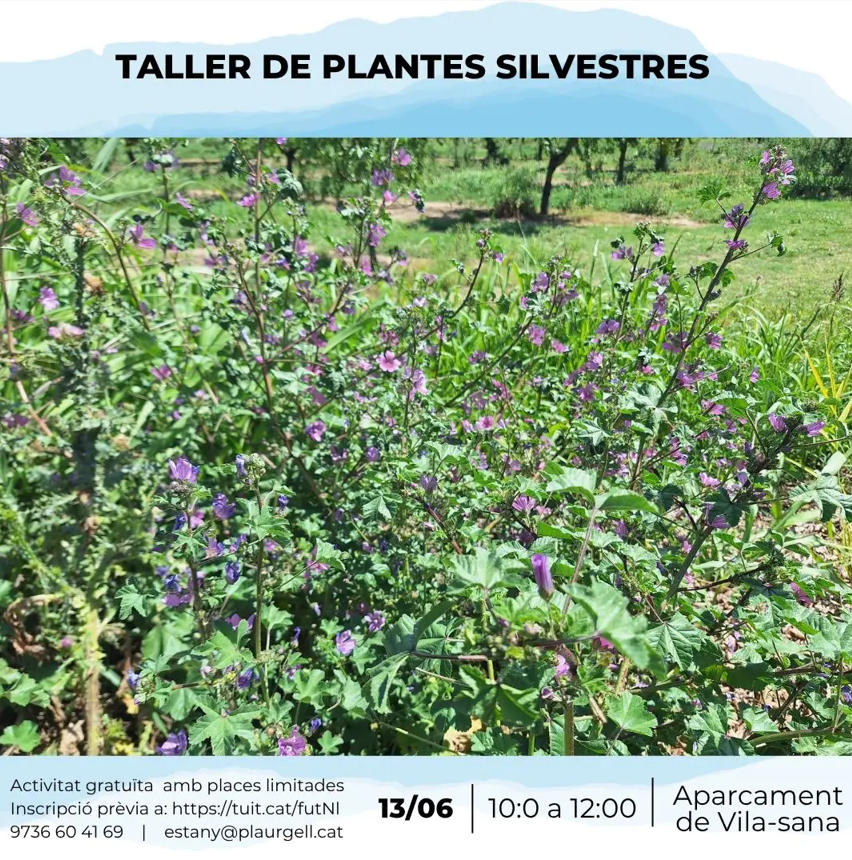 Taller de plantes silvestres a l'Estany d'Ivars i Vila-sana