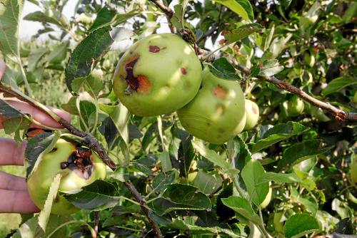 La pedregada de dilluns va afectar unes 400 hectàrees de fruita a les Garrigues i el Pla d'Urgell, segons Agricultura
