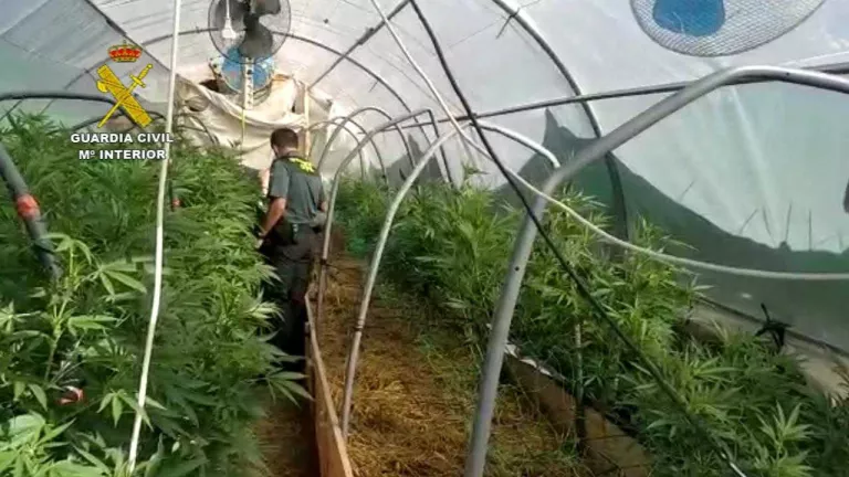 La Guàrdia Civil de Lleida aprehèn 215 plantes de marihuana