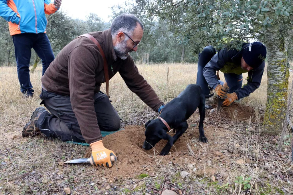 ⏯️ Els productors de tòfona negra auguren una temporada "dolenta" a causa de la sequera