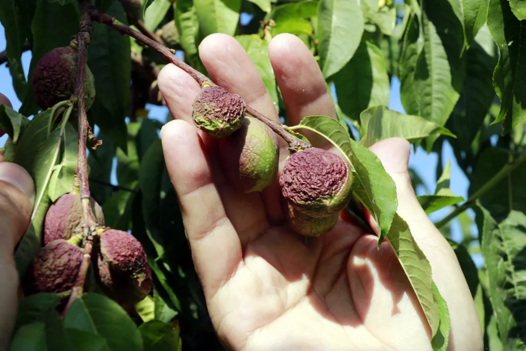 ⏯️ Afrucat alerta que ja hi ha fruiters regats pel canal d'Urgell que han perdut tota la collita