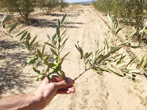 Pagesos de Segrià i Garrigues insten a agilitzar el reg per la mort d’ametllers amb la sequera