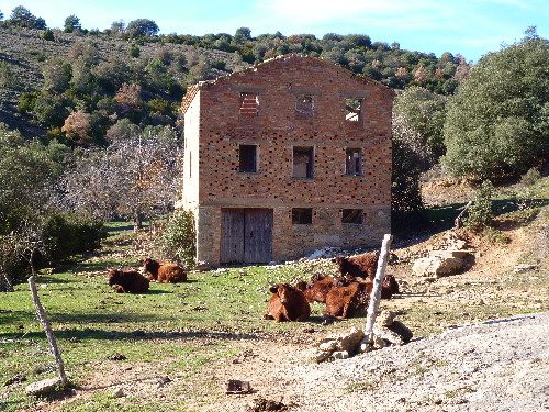 Ultimàtum al ramader de la Baronia de Rialb per fer el control sanitari als caps de bestiar