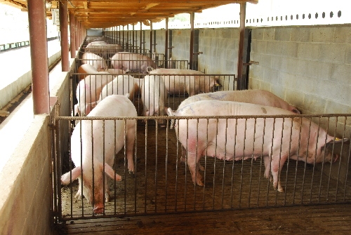 La renda agrària catalana baixa un 2,43% el 2015 per la caiguda dels preus ramaders