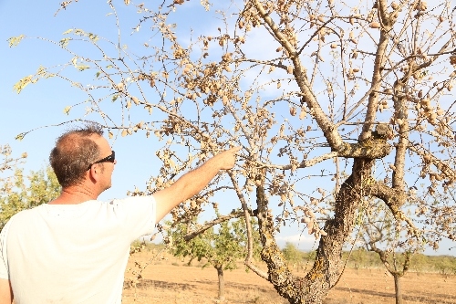 La collita d’ametlla a Lleida baixa un 30% a causa de la falta de pluges