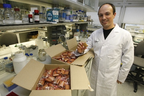 Les galetes amb fibra de ceba de la UdL abaixen el colesterol i el risc cardiovascular