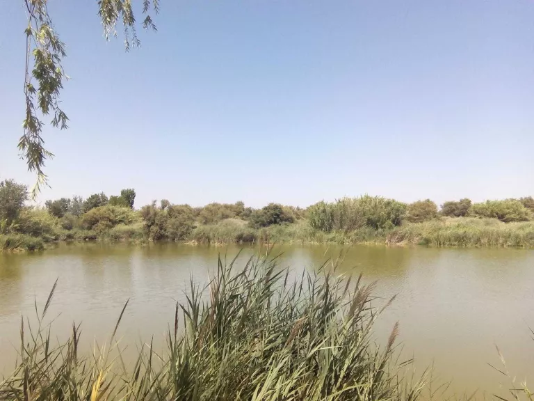 Millores al setembre als aiguamolls de Rufea