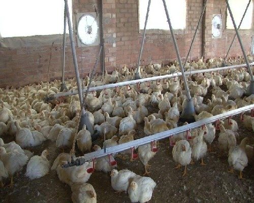 El pollastre blanc torna a estar sense cotització per tercer cop aquest any
