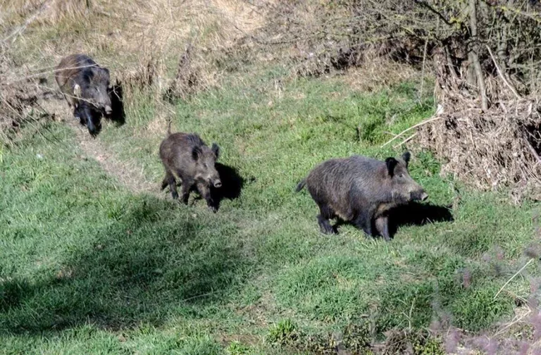 Demanen batudes de fauna salvatge pels danys als cultius