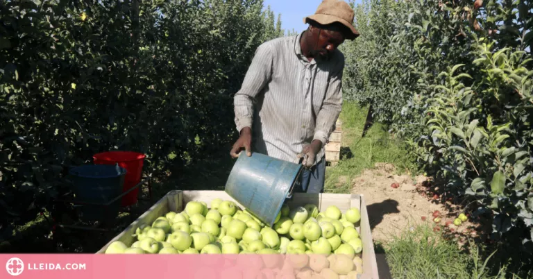 ⏯️ La collita de poma Golden arrenca amb més d'una setmana d'antelació i es preveu passar les 95.500 tones