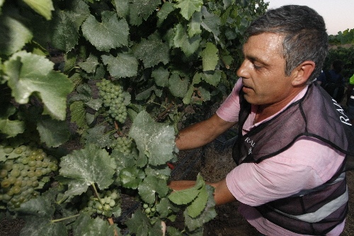 El consum de vi recupera nivells del 2010 a Catalunya