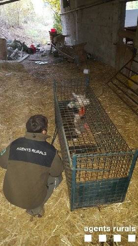 Els Rurals capturen dos gossos assilvestrats a Conca de Dalt