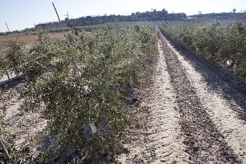 Canalet, el vell regadiu es modernitza