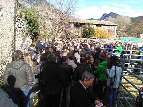Organyà exposa més de cent animals a la Fira de Sant Andreu