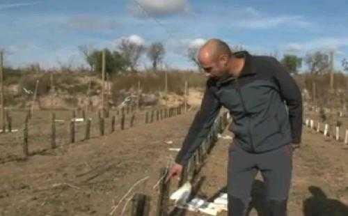 Agricultors de Castellnou, ‘desbordats’ pels conills