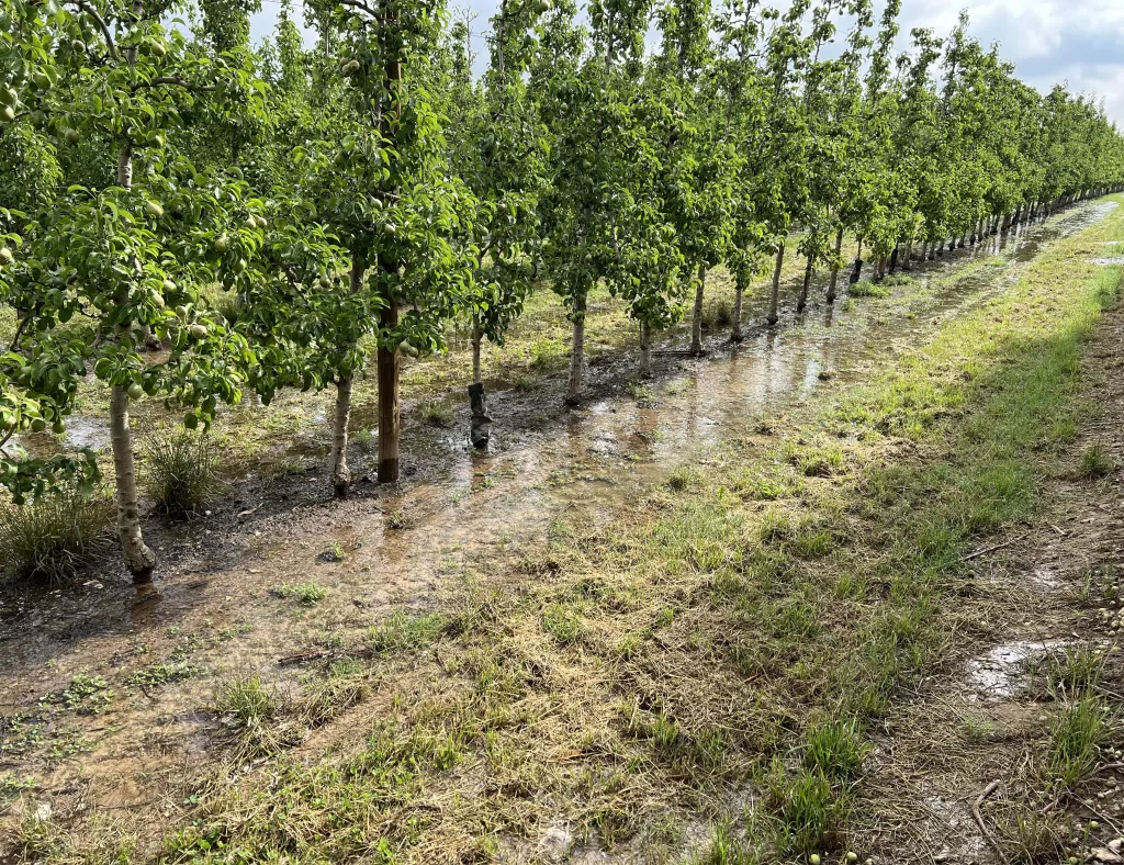 ⏯️ Comença el primer torn de reg per garantir la supervivència dels arbres al canal d'Urgell