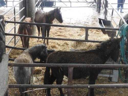 Eleven fins a cinc els cavalls morts a Menàrguens