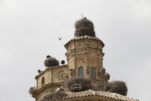 Alcarràs i Seròs demanen diners per traslladar nius de cigonya