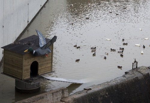 Nova caseta per a ànecs al Reguer de Tàrrega