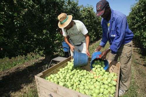 Les organitzacions de productors de fruita cobren 37 milions a Lleida