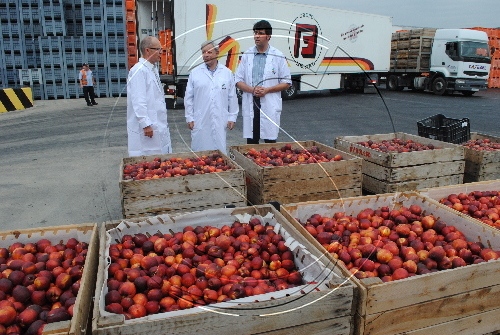 Agricultura i el sector demanen al govern central ampliar el topall per la retirada de fruita