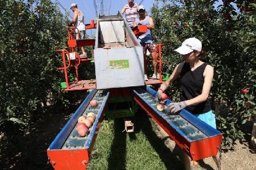 El preu de la poma i la pera, per sota de costos a les cambres