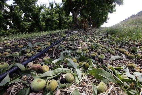 Agricultura estudia la viabilitat d’una assegurança de rendes per al pagès