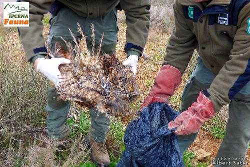Ipcena denuncia l’electrocució de vuit aus entre Soses i Seròs