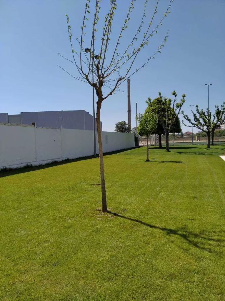 Balaguer replanta arbres arreu de la ciutat i projecta nous espais verds