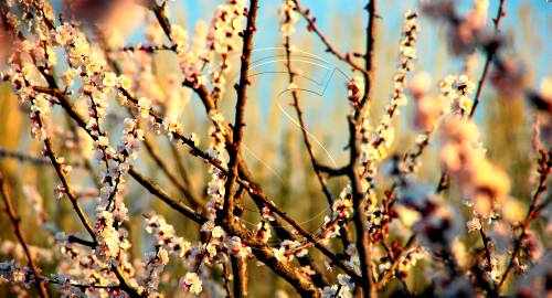 Avançament en la floració de fruita de pinyol a Lleida