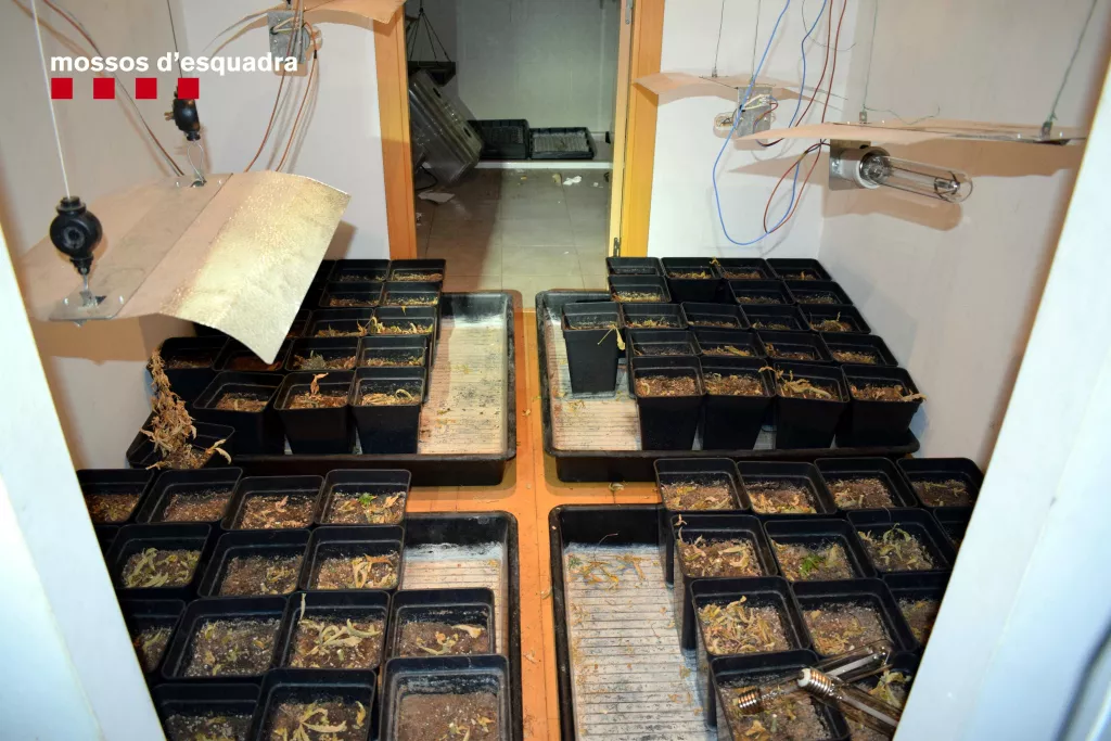 Desmantellen un grup criminal dedicat al cultiu i tràfic de marihuana al pla de Lleida