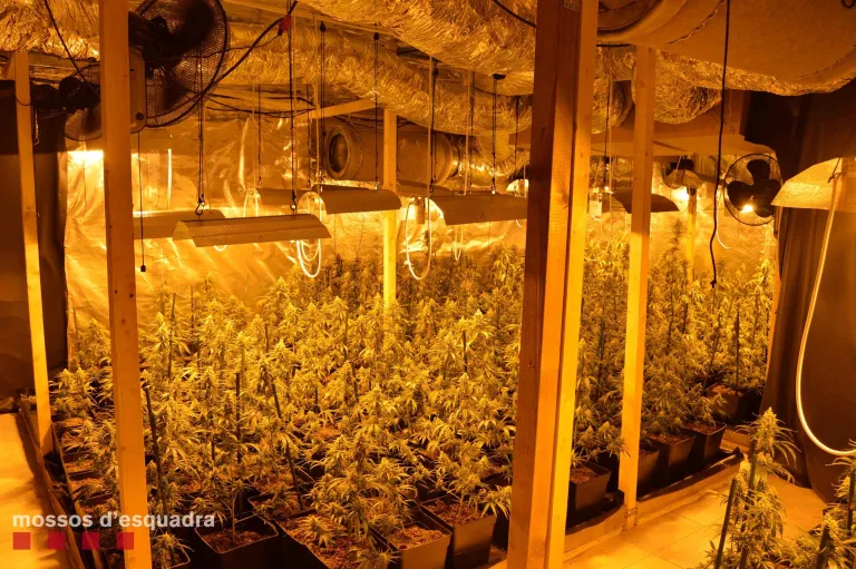 Detinguts dos homes per cultivar més de 1.300 plantes de marihuana en una finca de les Basses d'Alpicat