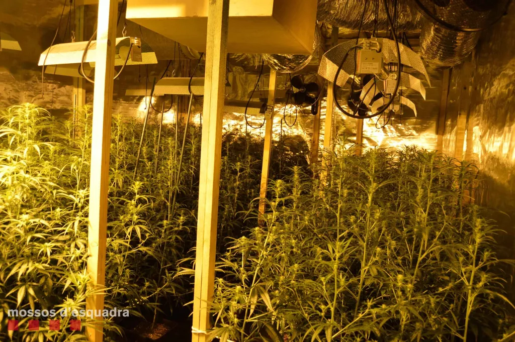 Detinguts dos homes per cultivar més de 1.300 plantes de marihuana en una finca de les Basses d'Alpicat
