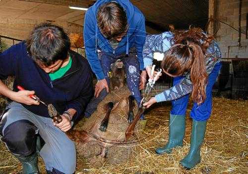 UP forma joves aturats del Pirineu per ser ramaders