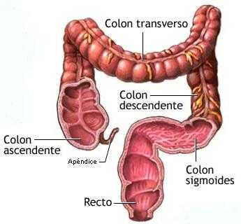 Com es pot netejar l'intestí gros?