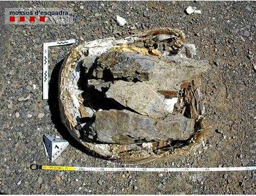 Després de l'estiu podria saber-se si el fòssil robat a Coll de Nargó és de dinosaure