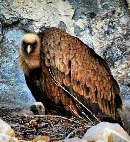 Rescaten una cria de voltor del pantà de Canelles