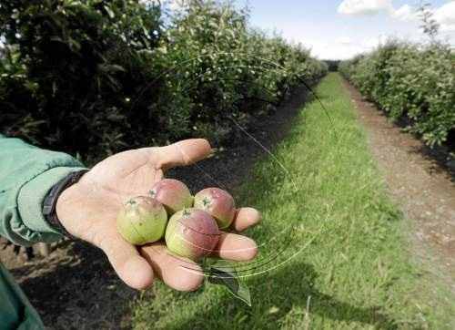 Una tempesta de pedra fa malbé la fruita de 300 hectàrees a Seròs