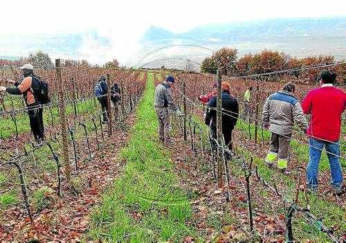 El Pallars Jussà busca finques aptes per a cultius de vinyes i arbres fruiters