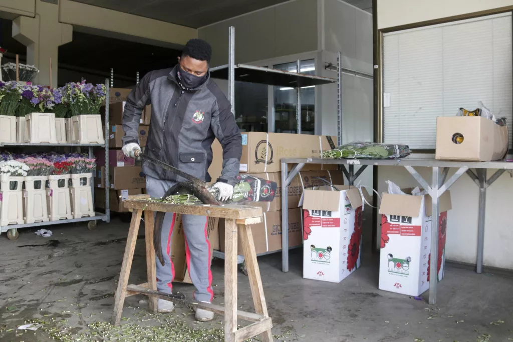 ⏯️ El preu de la rosa es dispara per als majoristes aquest Sant Jordi
